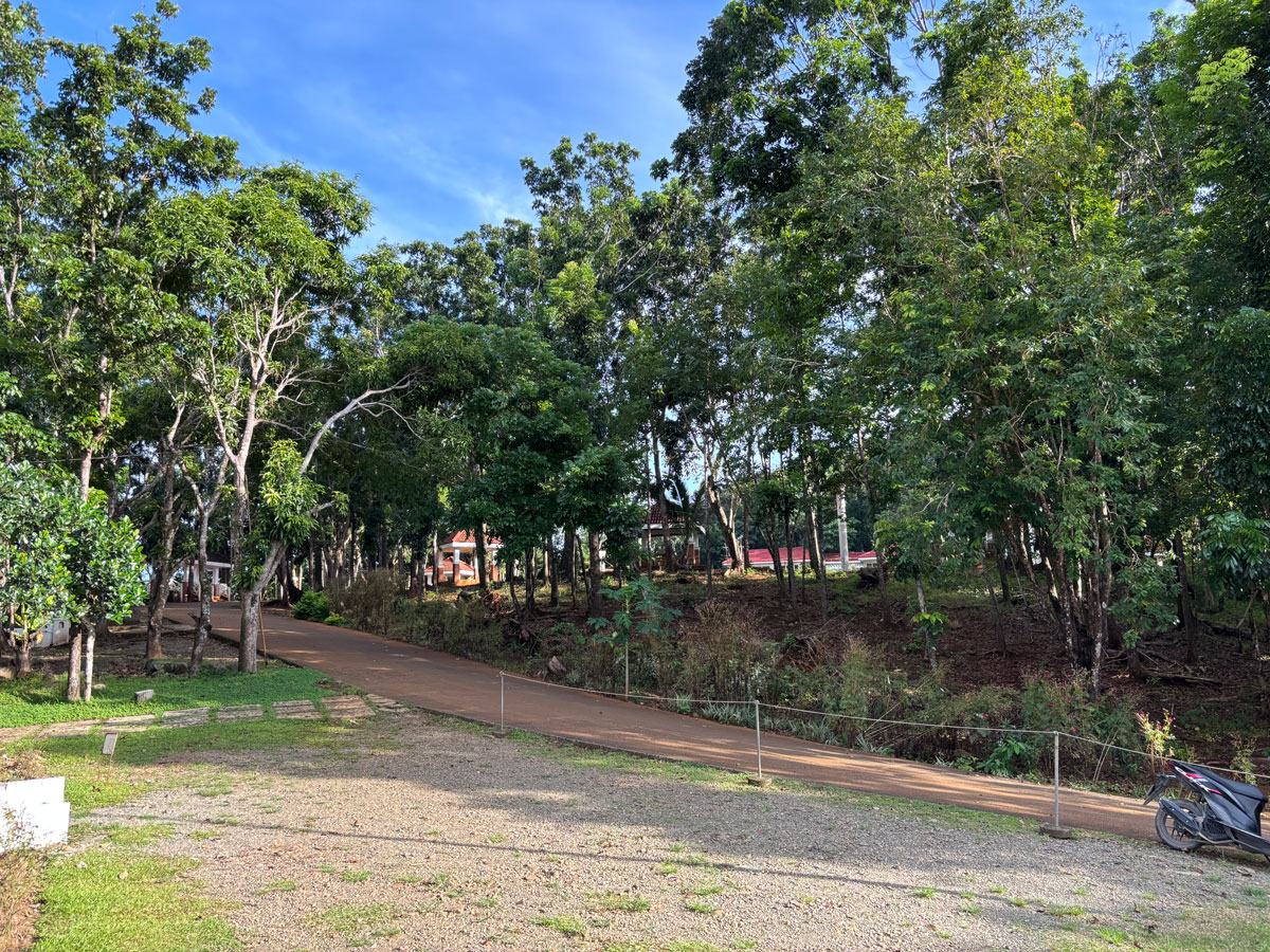 A quiet, tree-covered pathway winding up Ermita Hill, where warm morning light filters through the forest canopy